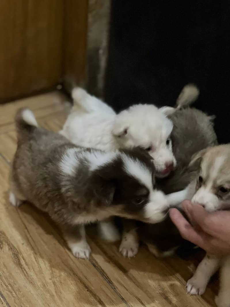 Adorable Labsky | Japanese Spitz Puppies | Labsky Puppies For Sale 1