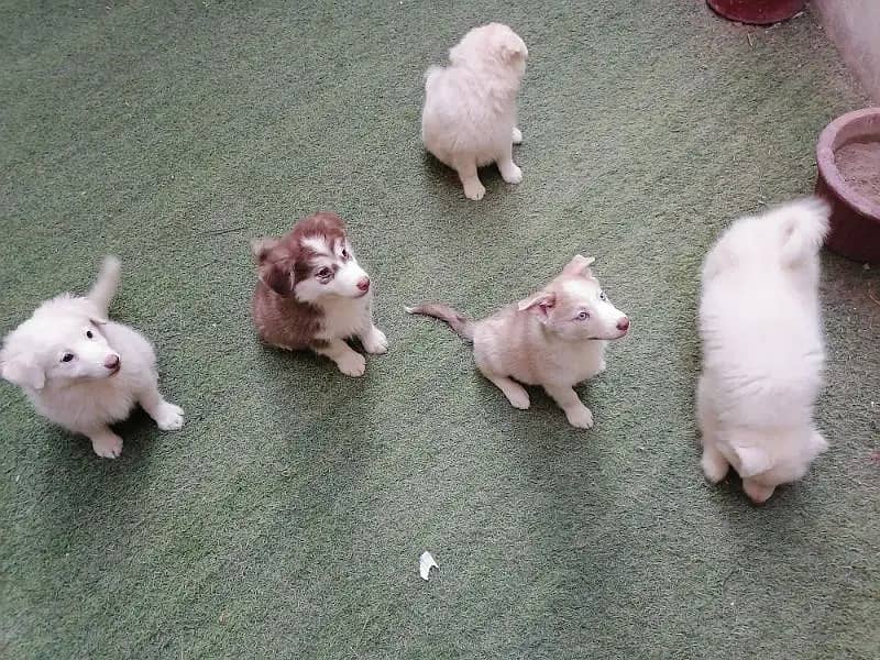 Adorable Labsky | Japanese Spitz Puppies | Labsky Puppies For Sale 3