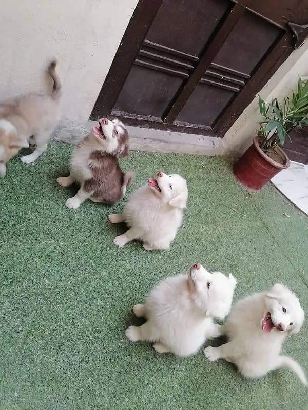 Adorable Labsky | Japanese Spitz Puppies | Labsky Puppies For Sale 4