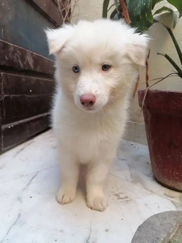 Adorable Labsky | Japanese Spitz Puppies | Labsky Puppies For Sale 5