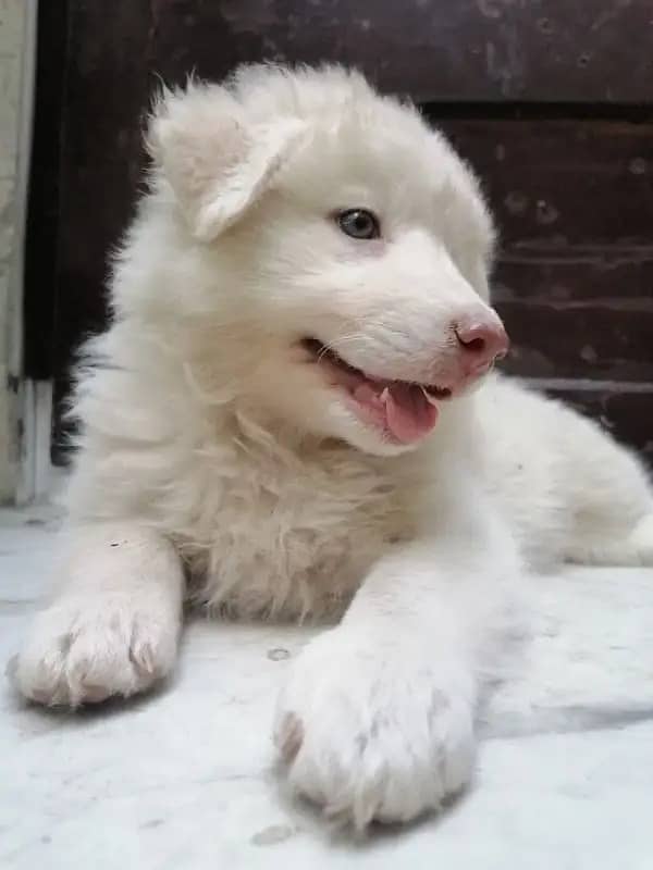 Adorable Labsky | Japanese Spitz Puppies | Labsky Puppies For Sale 6