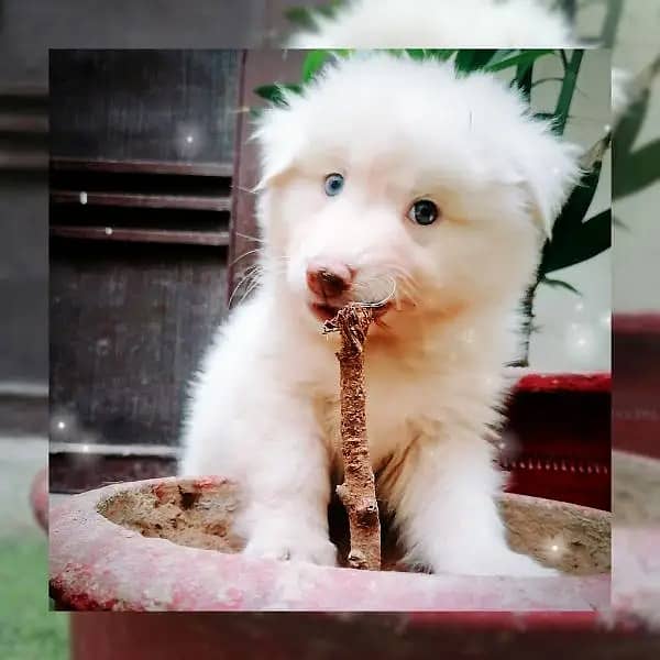 Adorable Labsky | Japanese Spitz Puppies | Labsky Puppies For Sale 7