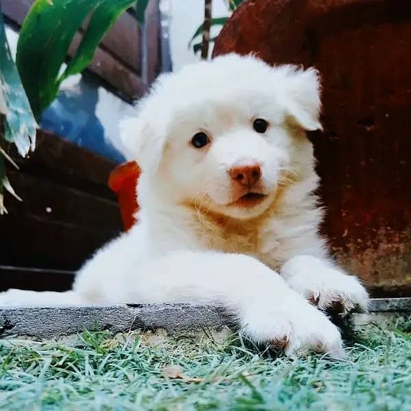 Adorable Labsky | Japanese Spitz Puppies | Labsky Puppies For Sale 8