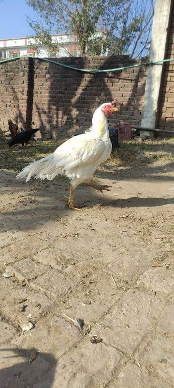 White Heera Aseel Murga 0