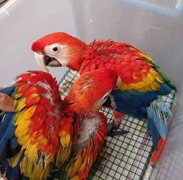 red macaw parrot cheeks for sale 03=36=044=60=68 0