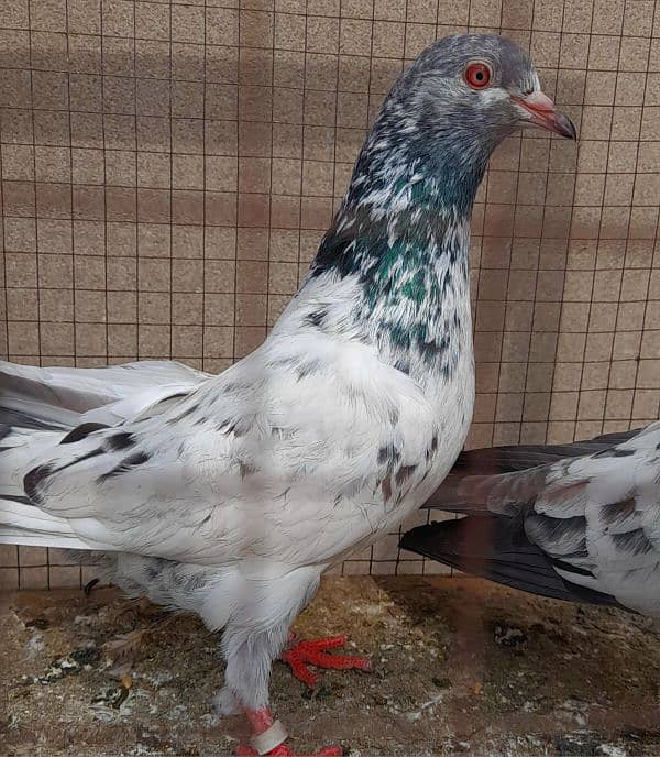 pigeon pure kamgar pair argent sale ? 0