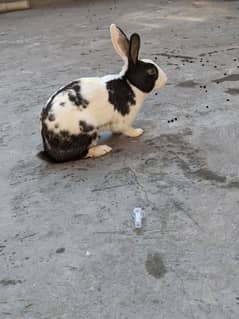 Male rabbit for sale 03207964778