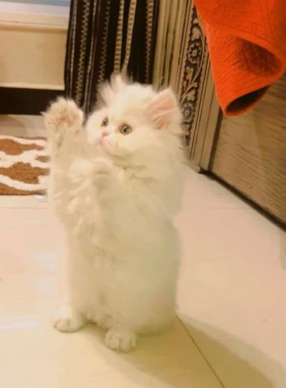 persian cat \ persian kitten/ Extreme punch face/ triple coat/ Pure 0