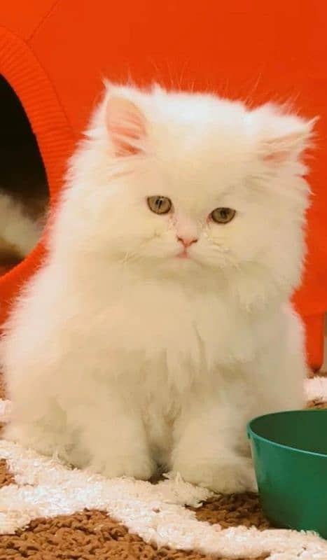 persian cat \ persian kitten/ Extreme punch face/ triple coat/ Pure 1