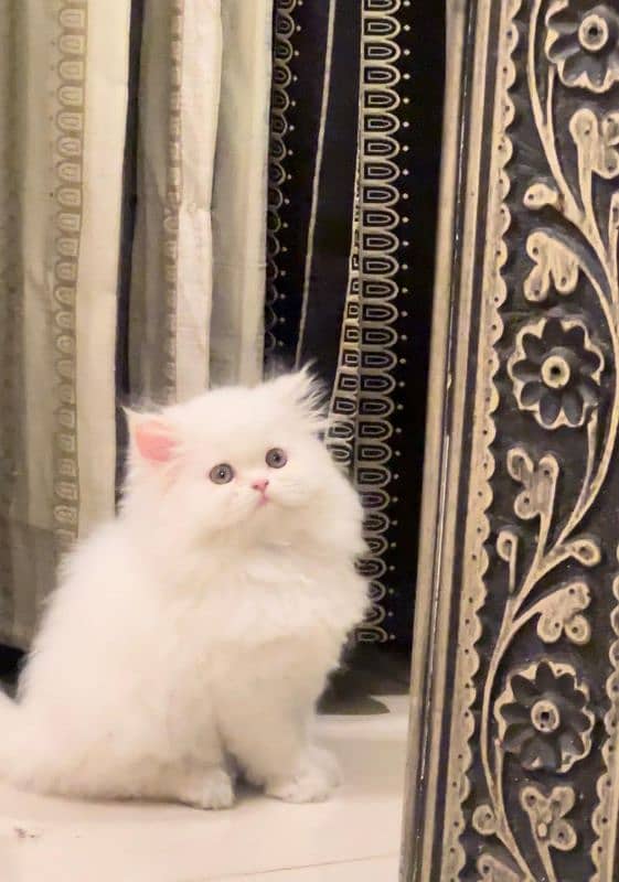 persian cat \ persian kitten/ Extreme punch face/ triple coat/ Pure 3