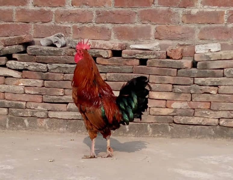 golden Desi cock 0