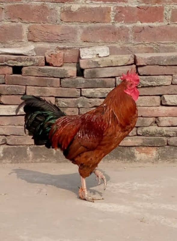 golden Desi cock 1