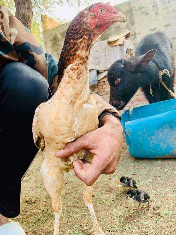 long hight ka murgi ha payor Pakistani bird 0