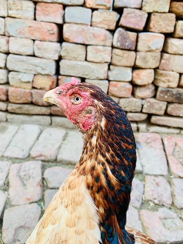 long hight ka murgi ha payor Pakistani bird 1