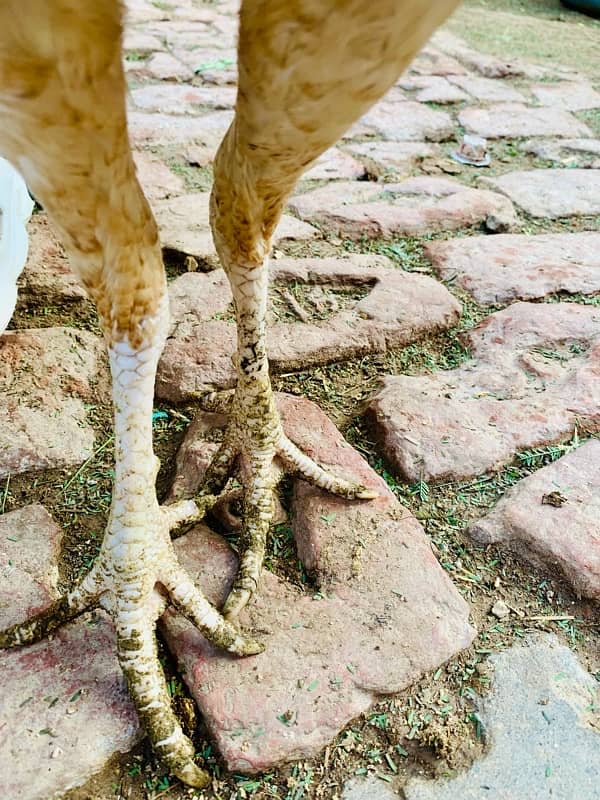 long hight ka murgi ha payor Pakistani bird 3