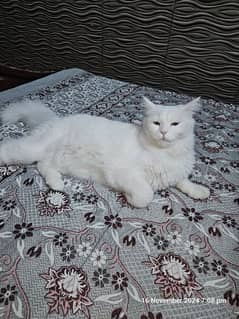 egyptian angora