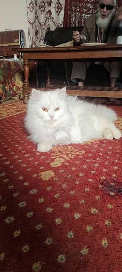 Persian cat