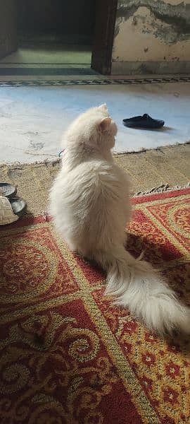 Persian cat 1