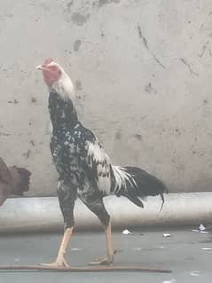 I sell pair of aseel hen and cook