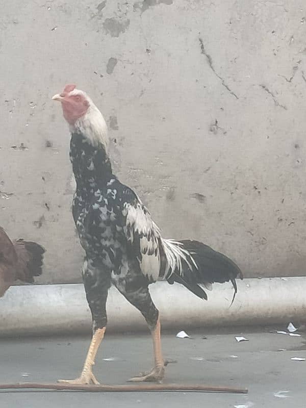 I sell pair of aseel hen and cook 0