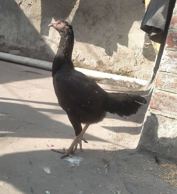 I sell pair of aseel hen and cook 1