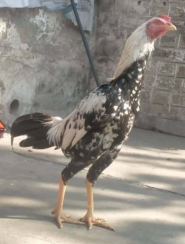 I sell pair of aseel hen and cook 2