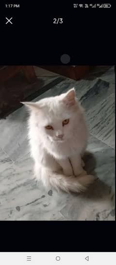 double coated female Persian cat for sell