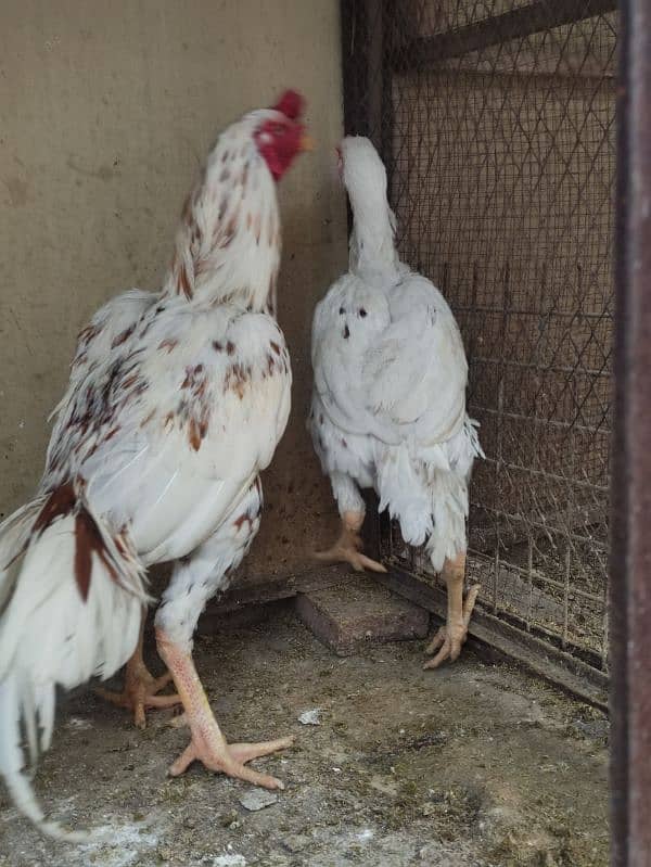 Sindhi Pure Aseel Pair. 5