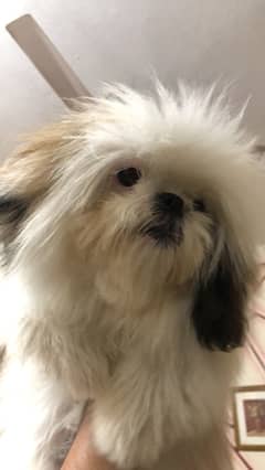 Pedigree Shihtzu Female