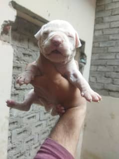 Bullterrier puppies Pink nose healthy and active