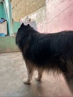 Siberian husky black-and-white colour