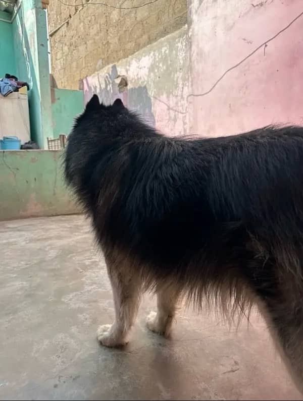 Siberian husky black-and-white colour 0