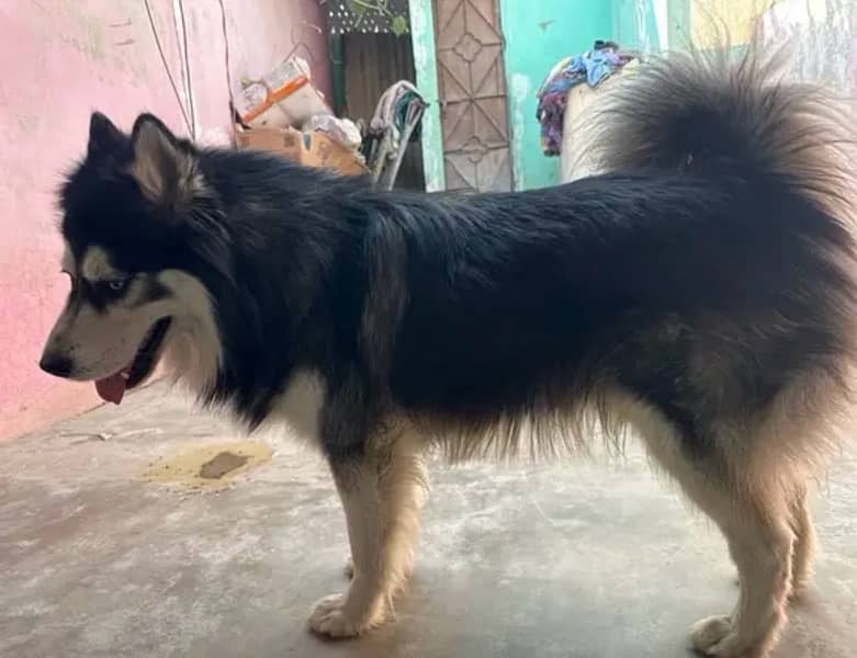 Siberian husky black-and-white colour 1