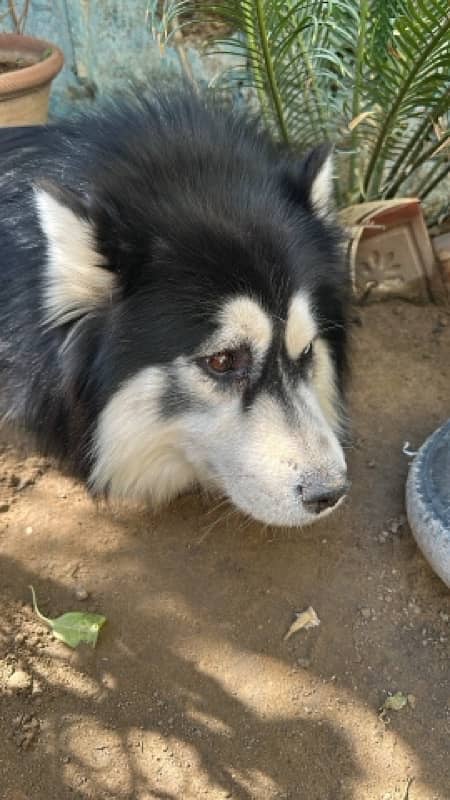 Siberian husky black-and-white colour 2