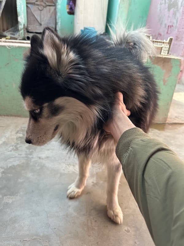 Siberian husky black-and-white colour 3