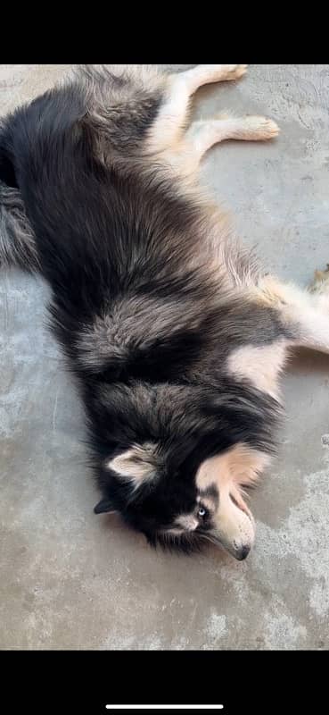 Siberian husky black-and-white colour 4