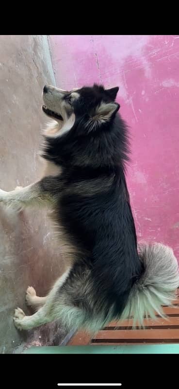 Siberian husky black-and-white colour 6