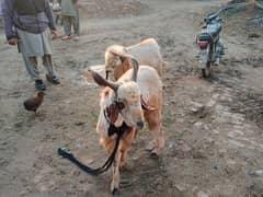 These goats for sale contect me 03=09=99=16=76=0