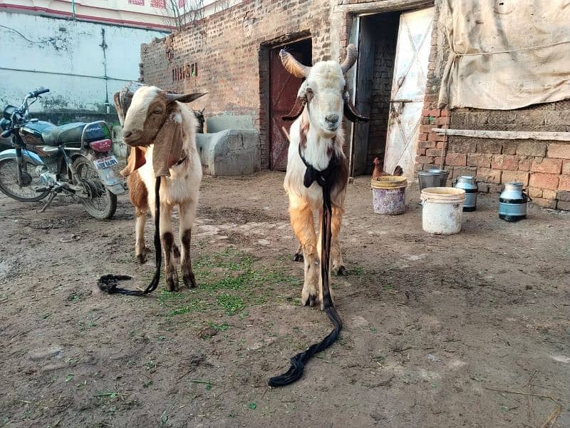 These goats for sale contect me 03=09=99=16=76=0 2