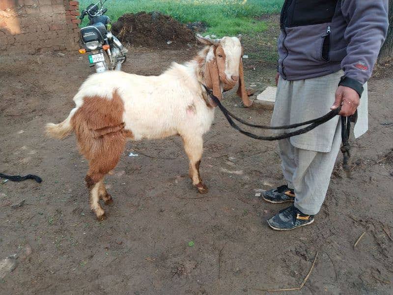 These goats for sale contect me 03=09=99=16=76=0 3