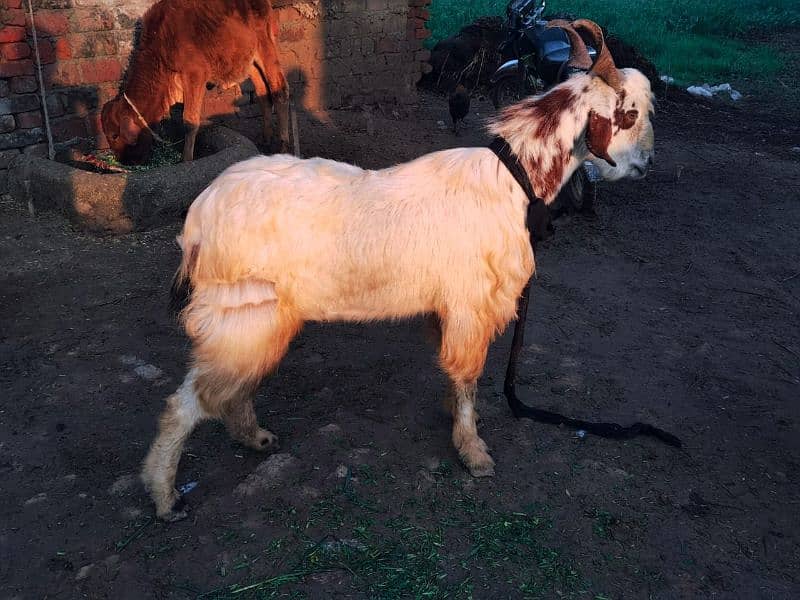 These goats for sale contect me 03=09=99=16=76=0 4