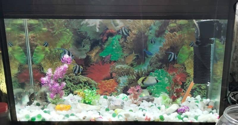 Fish tank 1