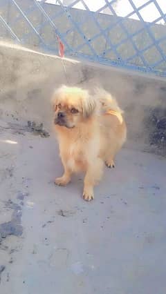 Impotid bred Pekingese sale and excheng 03135105229