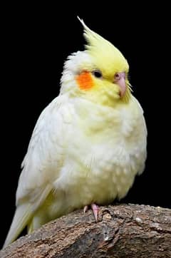 Cockatiel Pairs For Sale