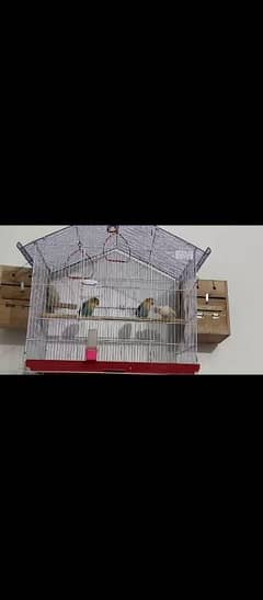 love bird Pairs with babies and cage fornsale