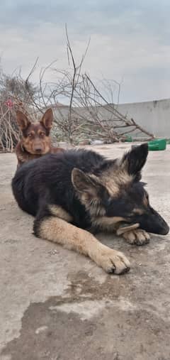 German shepherds