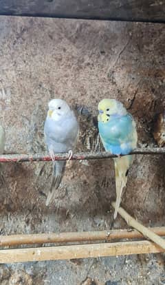 Budgies