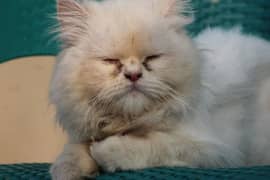 persian male cat