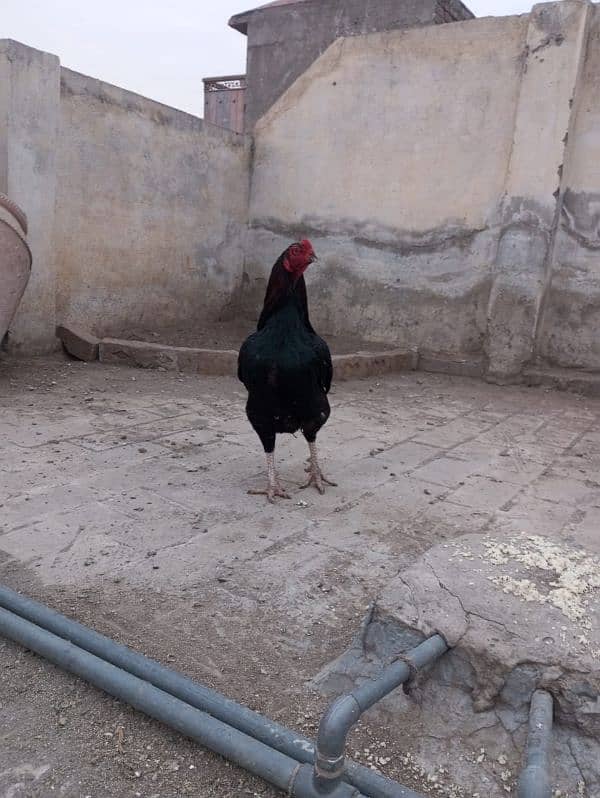 aseel mianwali hen and murgh 4