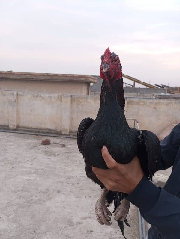 aseel mianwali hen and murgh 6